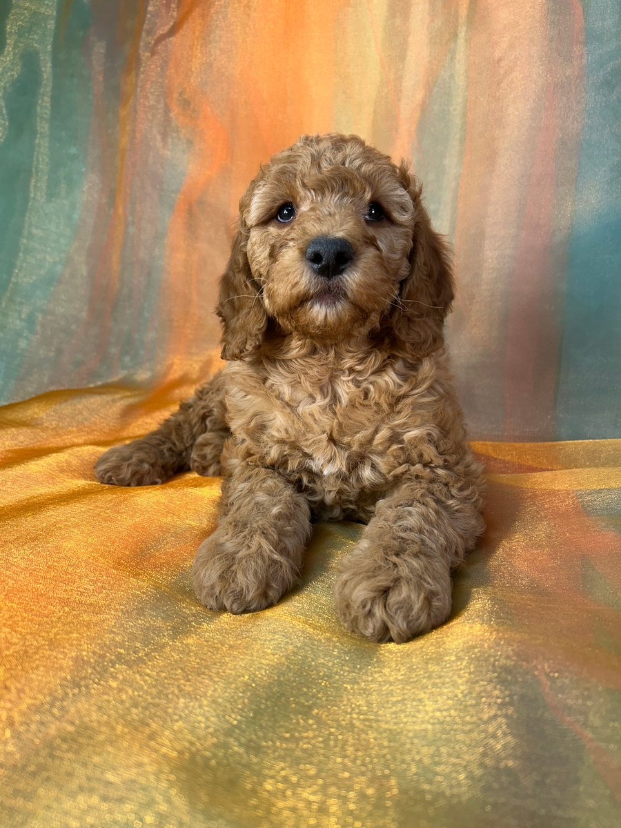 Male F1b Miniature Goldendoodle Puppy for Sale DOB 11-1-2025 $1200